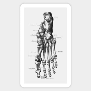 Left Foot Skeletal Diagram - Vintage Anatomy Sticker